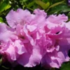 Pink Rhododendron Plant - Dwarf Azalea 1-3 Year Old Gallon Pot