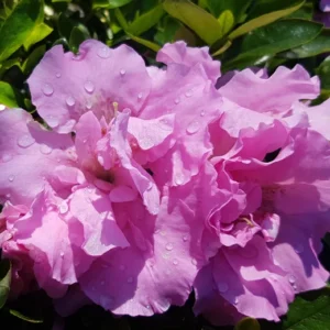 Pink Rhododendron Plant - Dwarf Azalea 1-3 Year Old Gallon Pot