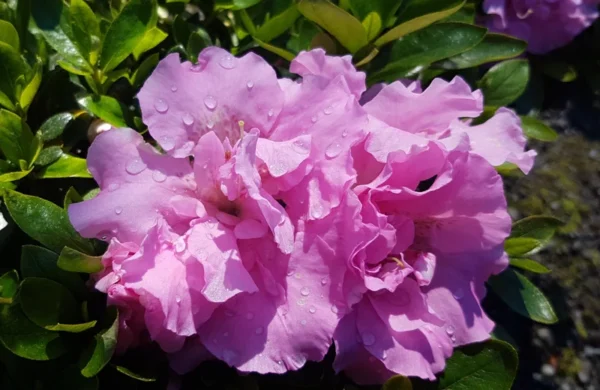 Pink Rhododendron Plant - Dwarf Azalea 1-3 Year Old Gallon Pot