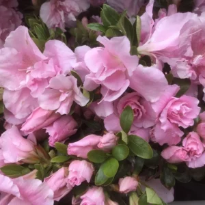 Pink Rhododendron Plant - Dwarf Azalea 1-3 Year Old Gallon Pot