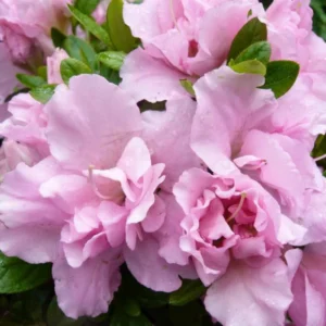 Pink Rhododendron Plant - Dwarf Azalea 1-3 Year Old Gallon Pot