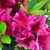 Pink Rhododendron Plant - Dwarf Azalea - 1 Gallon Pot - Showy Blooms