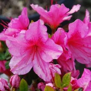 Pink Rhododendron Plant - Dwarf Azalea - 1 Gallon Pot - Showy Blooms