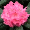 Pink Rhododendron Plant - Dwarf Flowering Shrub - 1 Gallon Pot
