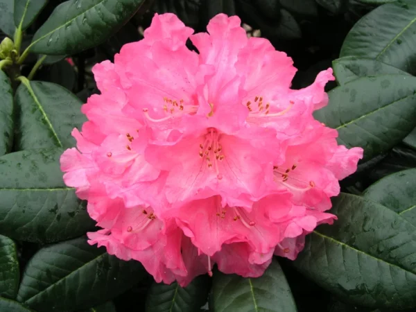 Pink Rhododendron Plant - Dwarf Flowering Shrub - 1 Gallon Pot