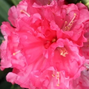 Pink Rhododendron Plant - Dwarf Flowering Shrub - 1 Gallon Pot