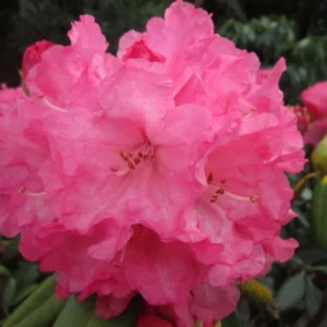 Pink Rhododendron Plant - Dwarf Flowering Shrub - 1 Gallon Pot