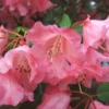 Pink Rhododendron Plant - Dwarf Shrub - 1 Gallon Pot - Coral Blooms