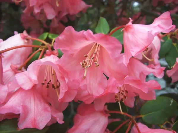 Pink Rhododendron Plant - Dwarf Shrub - 1 Gallon Pot - Coral Blooms