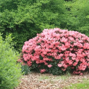 Pink Rhododendron Plant - Dwarf Shrub - 1 Gallon Pot - Coral Blooms