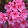 Pink Rhododendron Plant - Gallon Pot Azalea Rhododendron Flower Plant