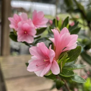 Pink Rhododendron Plant - Gallon Pot Azalea Rhododendron Flower Plant
