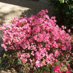 Pink Rhododendron Plant - Gallon Pot Azalea Rhododendron Flower Plant