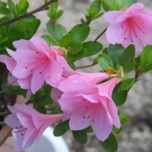 Pink Rhododendron Plant - Gallon Pot Azalea Rhododendron Flower Plant