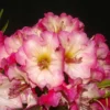 Pink Rhododendron Plant - Gallon Pot Size - Rhododendron Azaleas Plant