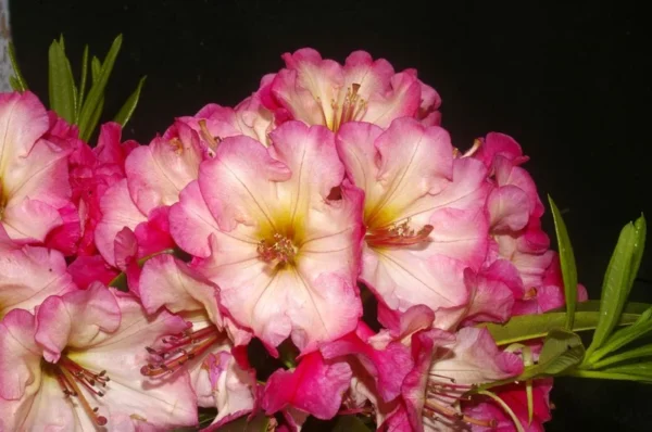 Pink Rhododendron Plant - Gallon Pot Size - Rhododendron Azaleas Plant