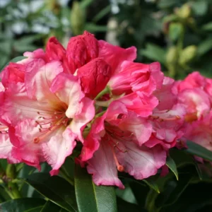 Pink Rhododendron Plant - Gallon Pot Size - Rhododendron Azaleas Plant