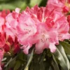 Pink Rhododendron Plant - Satin Pink Flowers, Gallon Pot Size