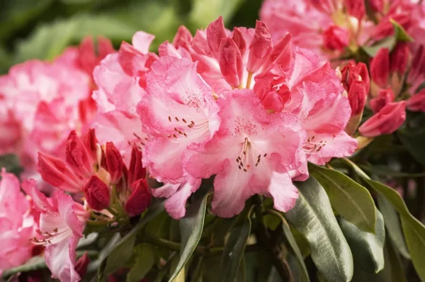 Pink Rhododendron Plant - Satin Pink Flowers, Gallon Pot Size