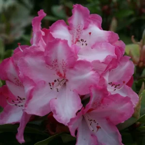 Pink Rhododendron Plant - Satin Pink Flowers, Gallon Pot Size