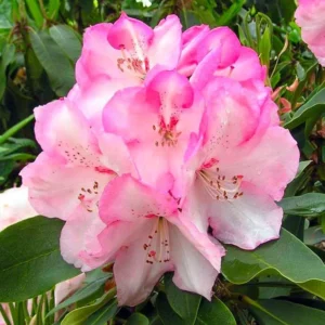 Pink Rhododendron Plant - Satin Pink Flowers, Gallon Pot Size