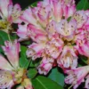 Pink-White Rhododendron Plant - Gallon Pot, Flowering Shrub