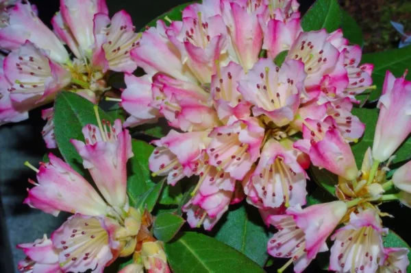 Pink-White Rhododendron Plant - Gallon Pot, Flowering Shrub