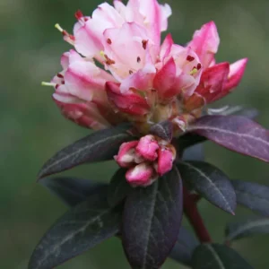 Pink-White Rhododendron Plant - Gallon Pot, Flowering Shrub