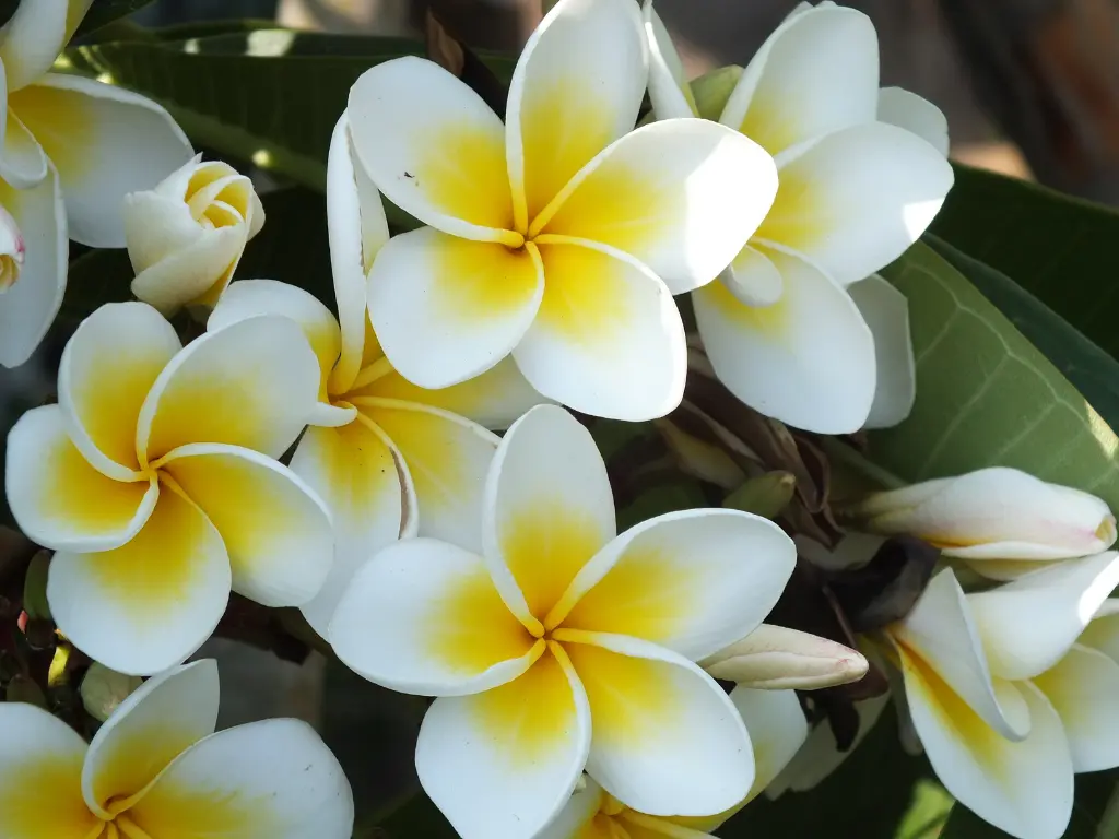 Plumeria Alba (White Plumeria)
