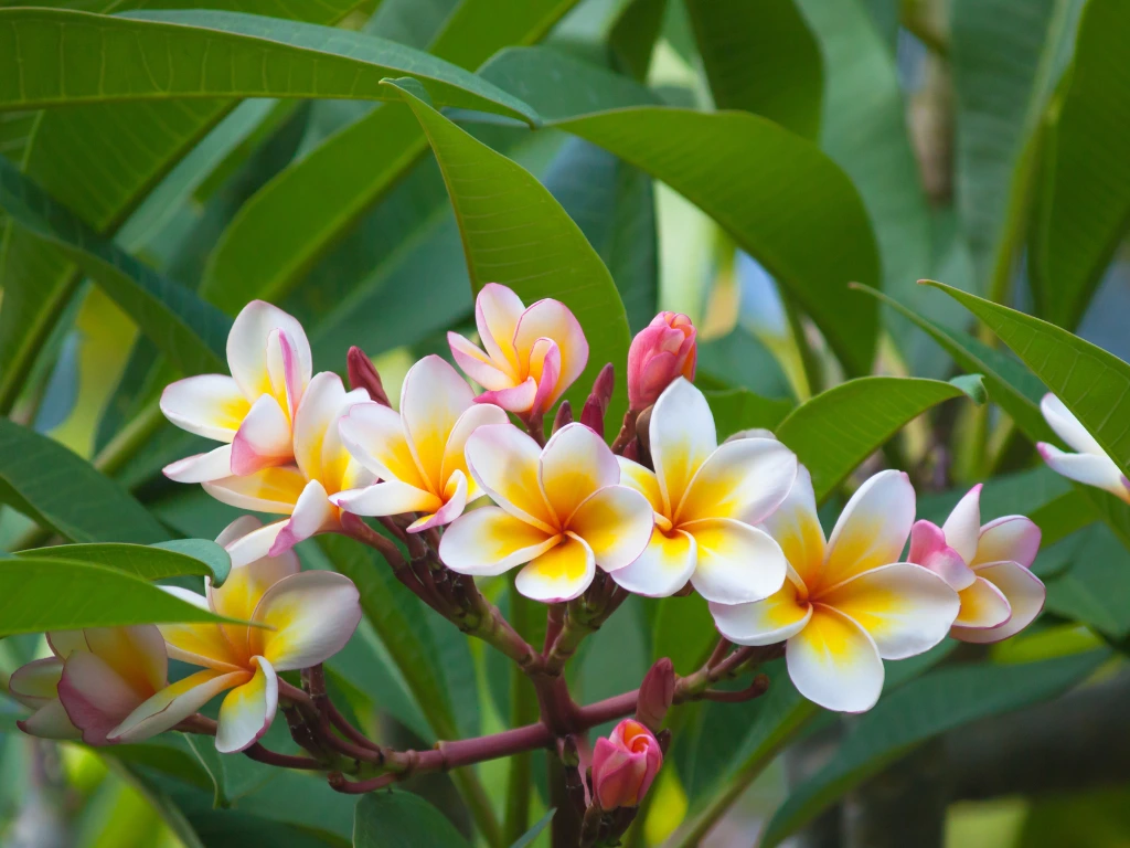 A close-up view of Plumeria flowers in shades of pink and yellow, highlighting the colorful and fragrant blooms.