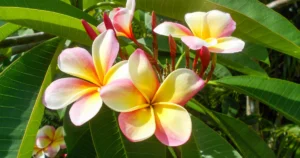 Plumeria Flowers - Feature image