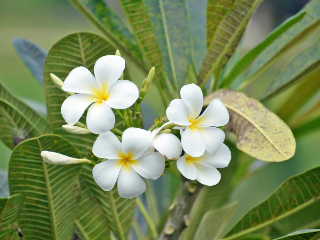 White Plumeria Flowers