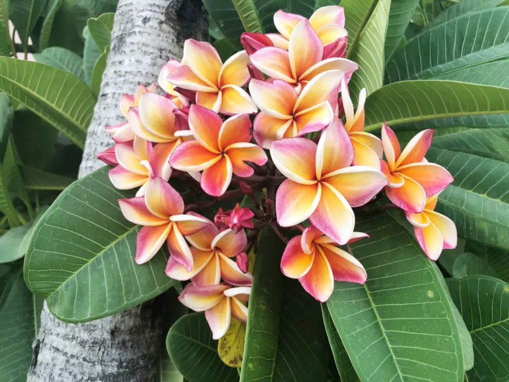 Plumeria Pink Lei