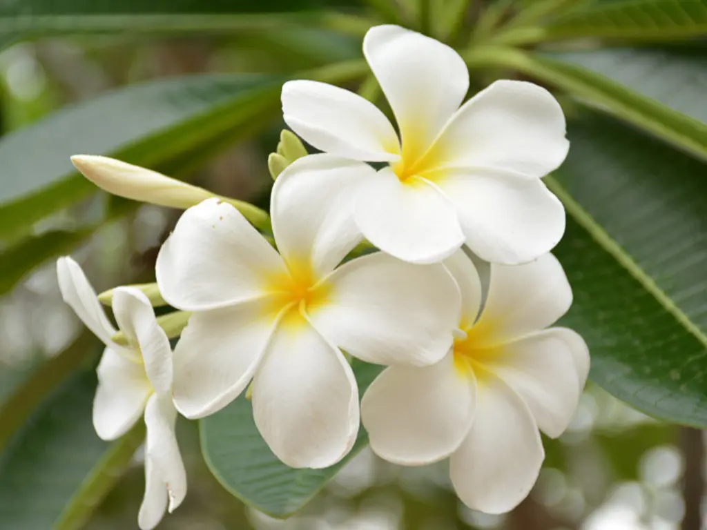 Plumeria Singapore White