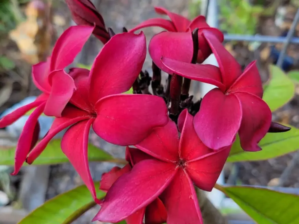Plumeria ‘Hilo Beauty’
