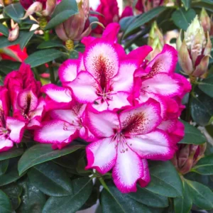 Pomegranate Splash Rhododendron - Gallon Pot - White, Red & Purple Flowers - 1-3 Year Old Plant