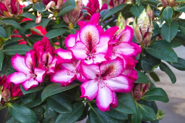 Pomegranate Splash Rhododendron - Gallon Pot - White, Red & Purple Flowers - 1-3 Year Old Plant