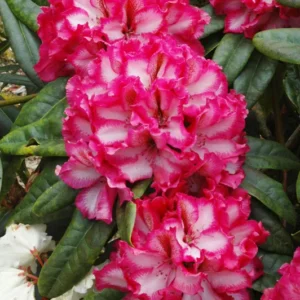 Pomegranate Splash Rhododendron - Gallon Pot - White, Red & Purple Flowers - 1-3 Year Old Plant