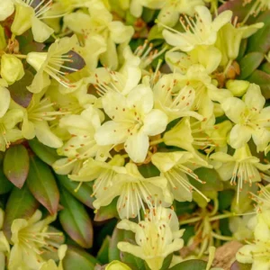 Princess Anne Rhododendron Plant - Yellowish Flowers - Gallon Pot - Dwarf Variety