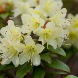 Princess Anne Rhododendron Plant - Yellowish Flowers - Gallon Pot - Dwarf Variety