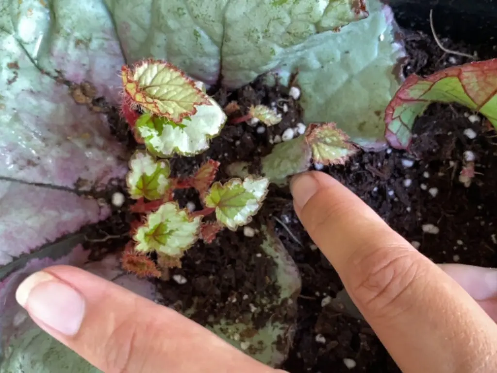 Propagating Begonias by Leaf Cuttings Method