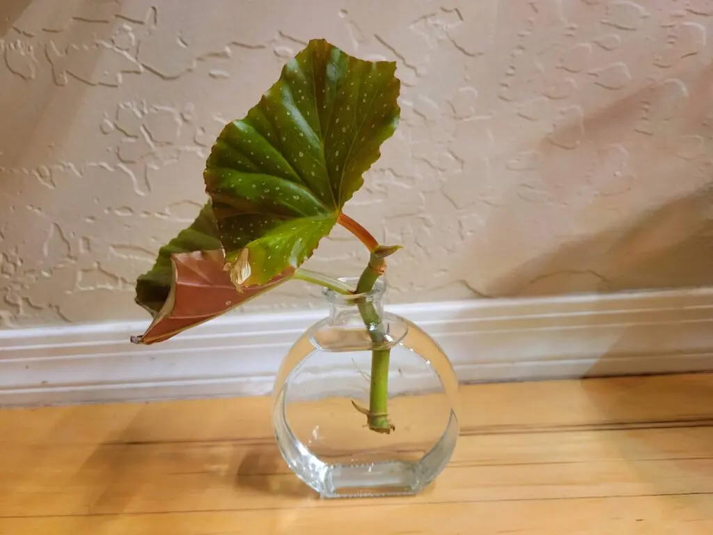Propagating Begonias by Stem Cuttings Method
