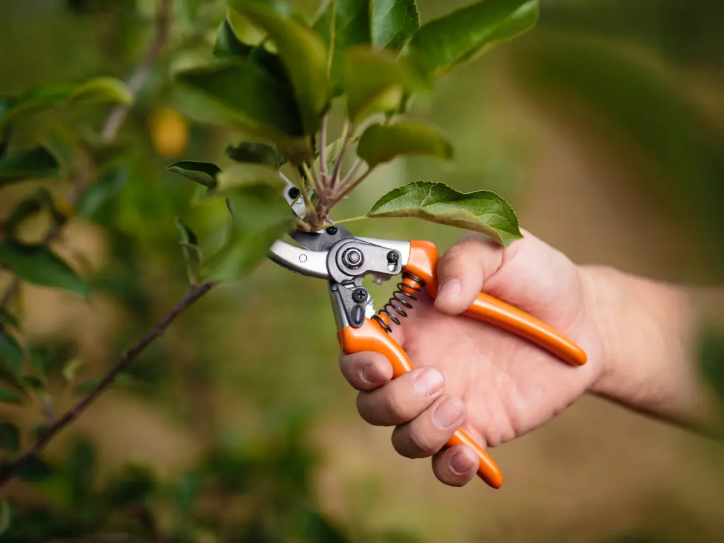 Pruning California Lilacs