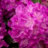 Purple Passion Rhododendron Plant - 1-3 Year Old - Gallon Pot - Purple Flowers