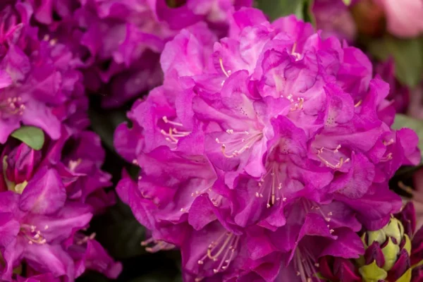 Purple Passion Rhododendron Plant - 1-3 Year Old - Gallon Pot - Purple Flowers