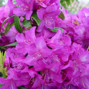 Purple Passion Rhododendron Plant - 1-3 Year Old - Gallon Pot - Purple Flowers