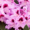 Purple-Pink Rhododendron Plant - Gallon Pot Rhododendrons Azaleas Plant