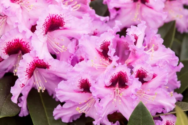 Purple-Pink Rhododendron Plant - Gallon Pot Rhododendrons Azaleas Plant