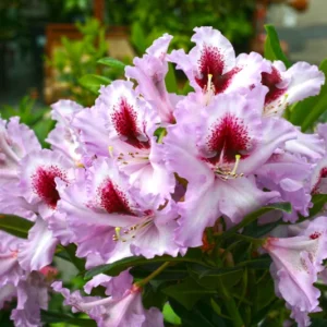 Purple-Pink Rhododendron Plant - Gallon Pot Rhododendrons Azaleas Plant