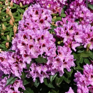 Purple-Pink Rhododendron Plant - Gallon Pot Rhododendrons Azaleas Plant